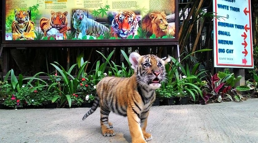 Tiger Kingdom (NEW BORN)